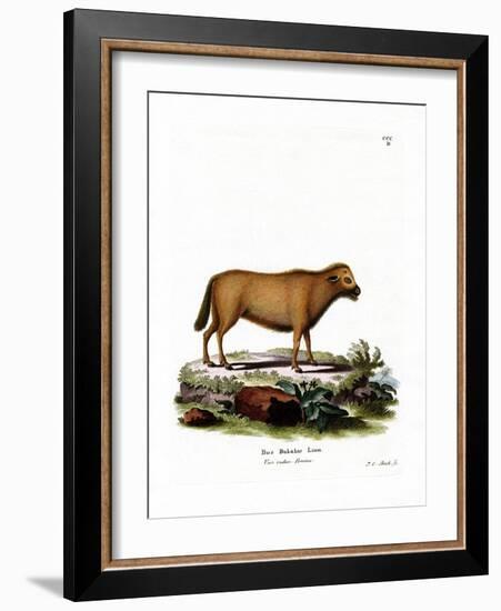 Indian Water Buffalo-null-Framed Giclee Print