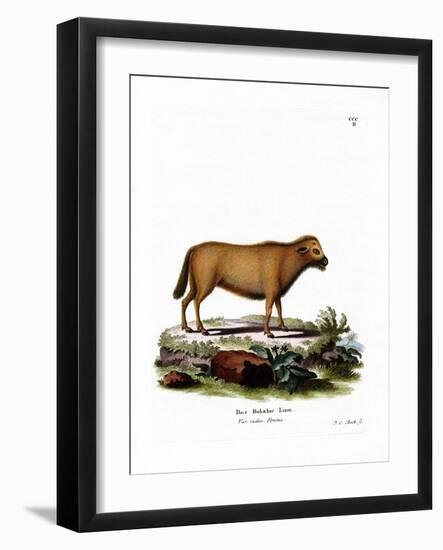 Indian Water Buffalo-null-Framed Giclee Print