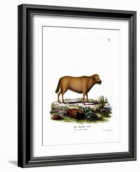 Indian Water Buffalo-null-Framed Giclee Print