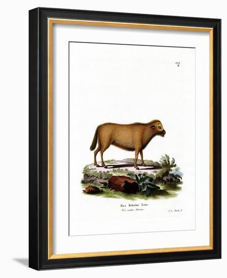 Indian Water Buffalo-null-Framed Giclee Print