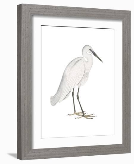 Indian White Heron-Maria Mendez-Framed Giclee Print