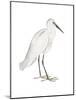 Indian White Heron-Maria Mendez-Mounted Giclee Print