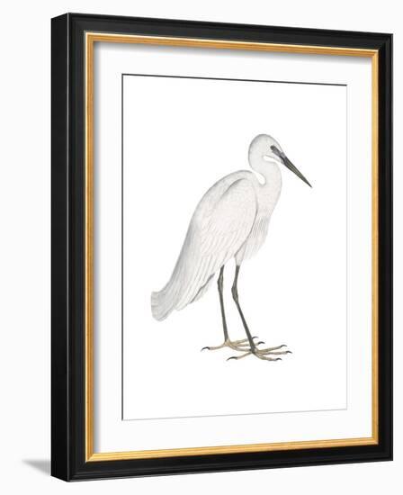 Indian White Heron-Maria Mendez-Framed Giclee Print