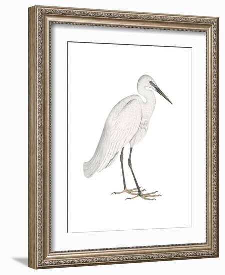 Indian White Heron-Maria Mendez-Framed Art Print