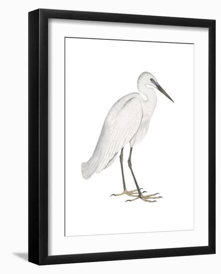Indian White Heron-Maria Mendez-Framed Art Print