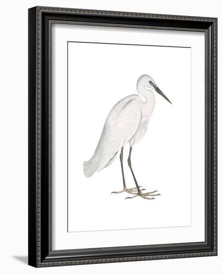 Indian White Heron-Maria Mendez-Framed Art Print