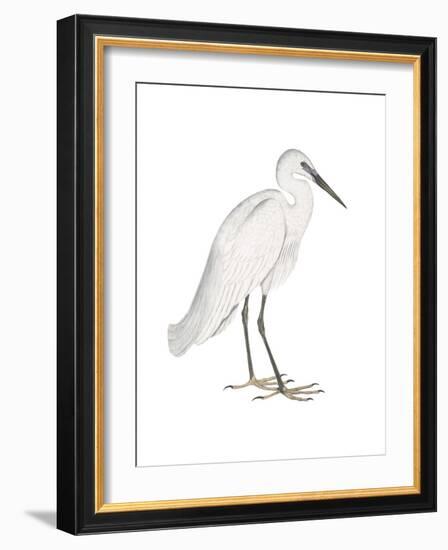 Indian White Heron-Maria Mendez-Framed Art Print