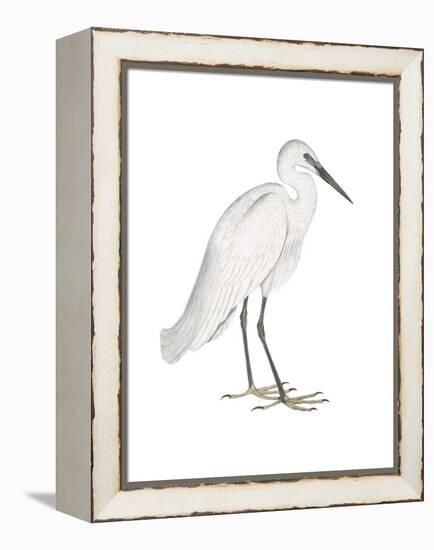 Indian White Heron-Maria Mendez-Framed Stretched Canvas