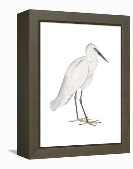 Indian White Heron-Maria Mendez-Framed Stretched Canvas