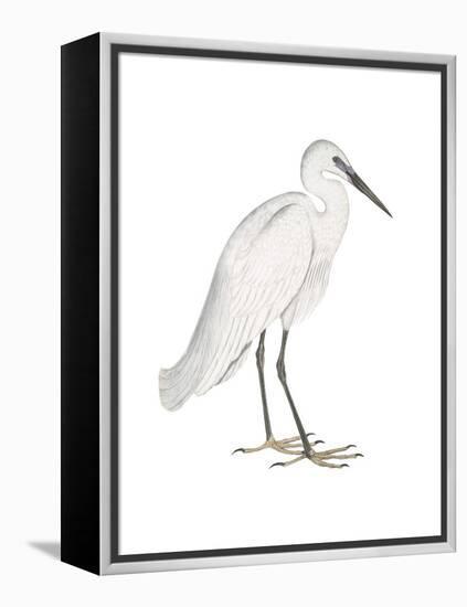 Indian White Heron-Maria Mendez-Framed Stretched Canvas