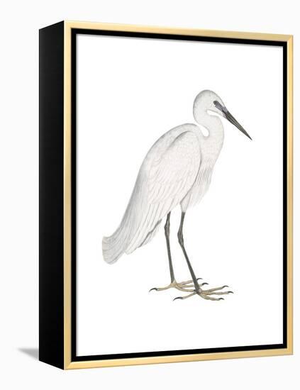 Indian White Heron-Maria Mendez-Framed Stretched Canvas