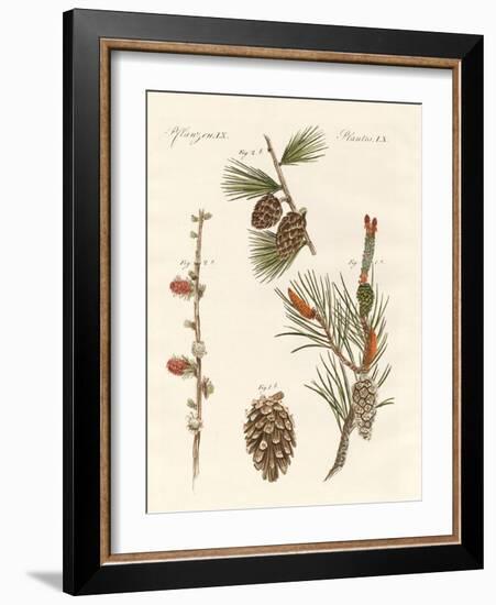 Indigenous Coniferous Woods-null-Framed Giclee Print