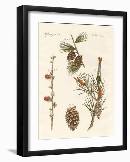 Indigenous Coniferous Woods-null-Framed Giclee Print