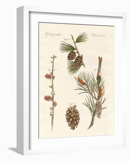 Indigenous Coniferous Woods-null-Framed Giclee Print