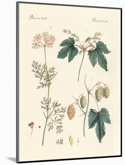 Indigenous Spice Plants-null-Mounted Giclee Print