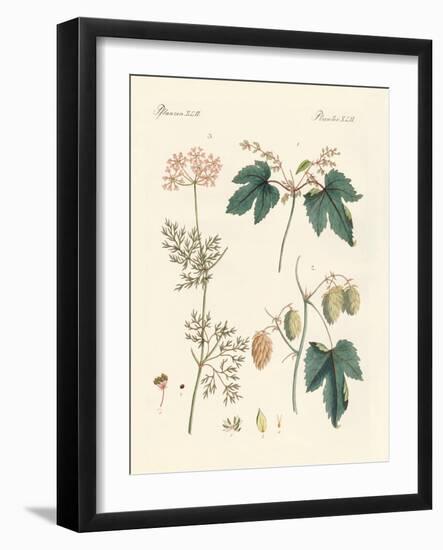 Indigenous Spice Plants-null-Framed Giclee Print