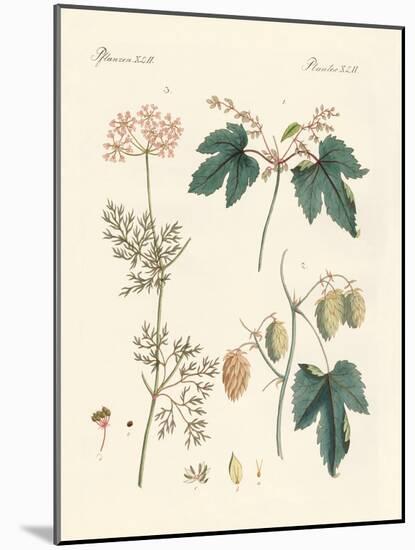 Indigenous Spice Plants-null-Mounted Giclee Print