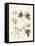 Indigenous Spice Plants-null-Framed Premier Image Canvas