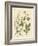 Indigenous Spice Plants-null-Framed Giclee Print