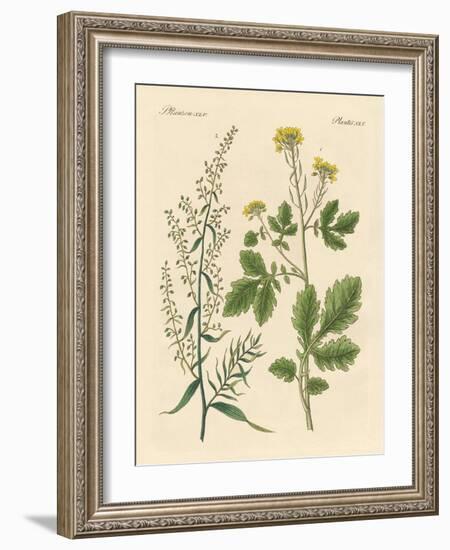 Indigenous Spice Plants-null-Framed Giclee Print