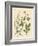 Indigenous Spice Plants-null-Framed Giclee Print