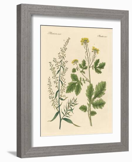 Indigenous Spice Plants-null-Framed Giclee Print