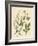 Indigenous Spice Plants-null-Framed Giclee Print