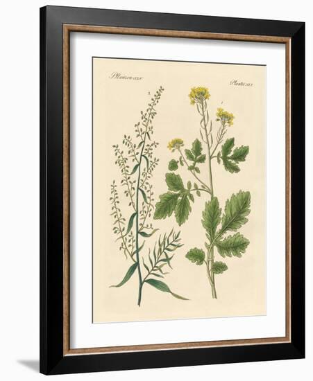 Indigenous Spice Plants-null-Framed Giclee Print