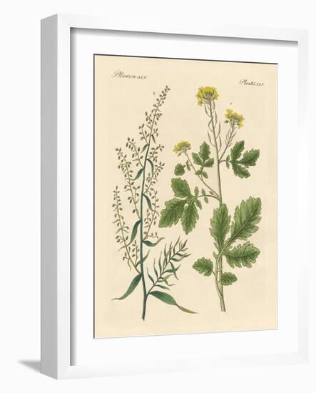 Indigenous Spice Plants-null-Framed Giclee Print