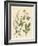 Indigenous Spice Plants-null-Framed Giclee Print