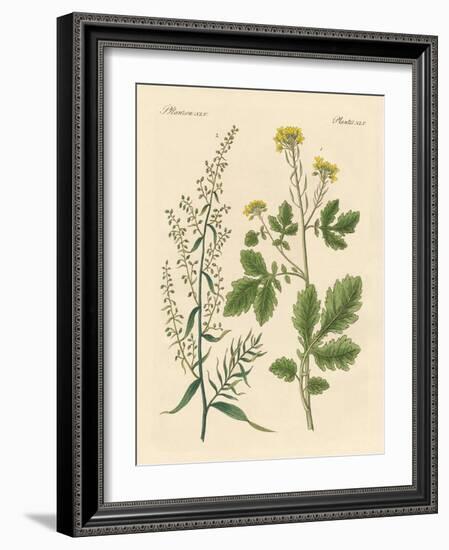 Indigenous Spice Plants-null-Framed Giclee Print