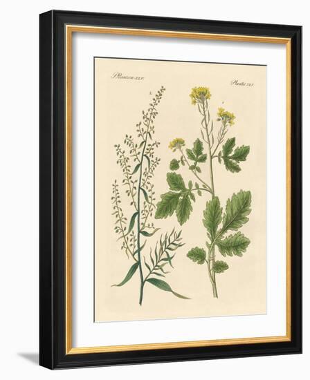 Indigenous Spice Plants-null-Framed Giclee Print