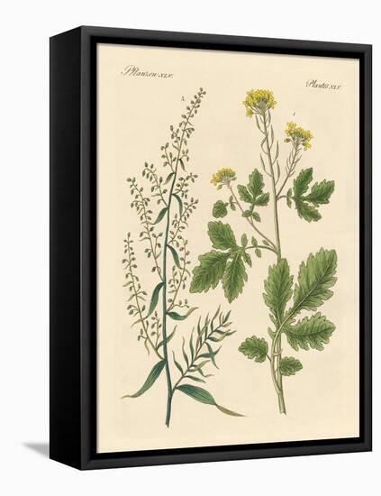 Indigenous Spice Plants-null-Framed Premier Image Canvas