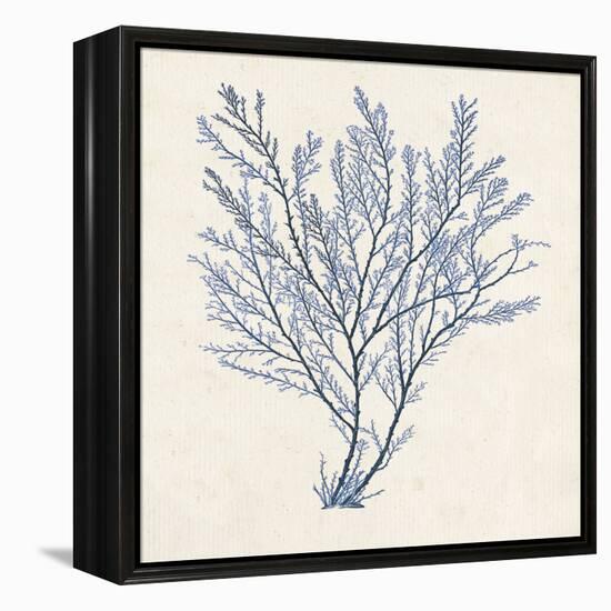 Indigo Algae II-Jennifer Goldberger-Framed Stretched Canvas