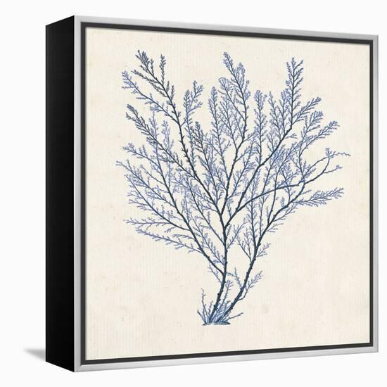 Indigo Algae II-Jennifer Goldberger-Framed Stretched Canvas