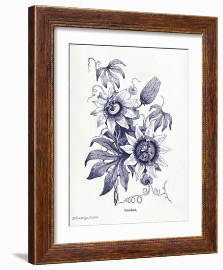 Indigo Botanical I-Gwendolyn Babbitt-Framed Art Print
