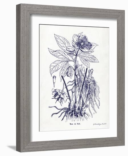 Indigo Botanical II-Gwendolyn Babbitt-Framed Art Print