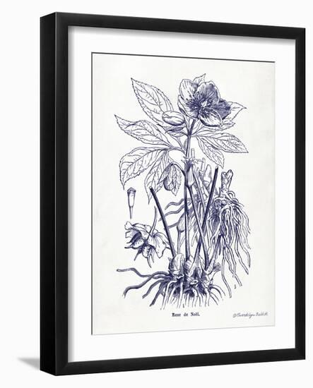 Indigo Botanical II-Gwendolyn Babbitt-Framed Art Print