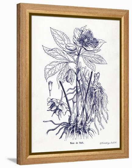 Indigo Botanical II-Gwendolyn Babbitt-Framed Stretched Canvas