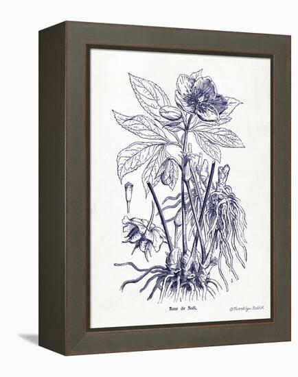 Indigo Botanical II-Gwendolyn Babbitt-Framed Stretched Canvas