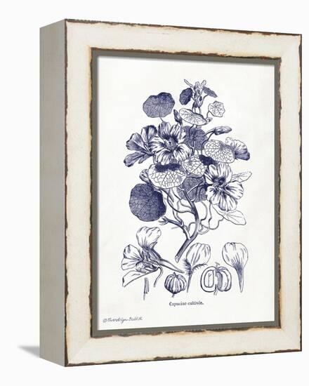 Indigo Botanical IV-Gwendolyn Babbitt-Framed Stretched Canvas