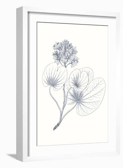 Indigo Botany Study IV-Vision Studio-Framed Art Print