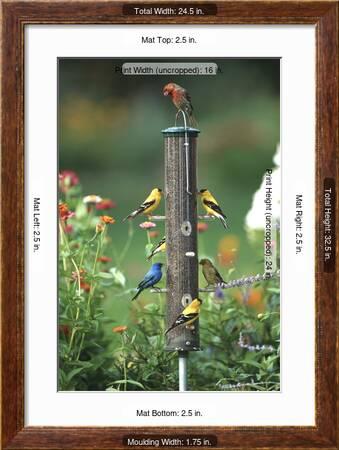 Indigo Bunting American Goldfinches And A House Finch On A