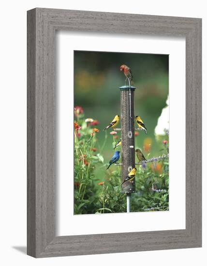 Indigo Bunting, American Goldfinches and a House Finch on a Thistle Feeder, Marion County, Illinois-Richard and Susan Day-Framed Photographic Print