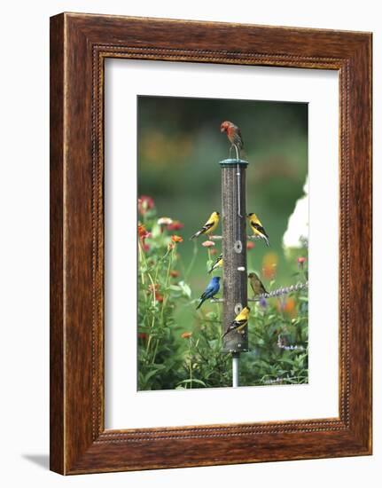 Indigo Bunting, American Goldfinches and a House Finch on a Thistle Feeder, Marion County, Illinois-Richard and Susan Day-Framed Photographic Print