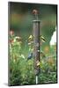 Indigo Bunting, American Goldfinches and a House Finch on a Thistle Feeder, Marion County, Illinois-Richard and Susan Day-Mounted Photographic Print