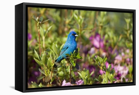 Indigo Bunting Male in Azalea Bush. Marion, Illinois, Usa-Richard ans Susan Day-Framed Premier Image Canvas