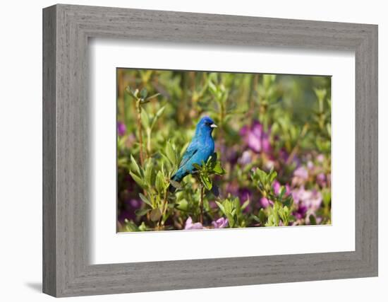 Indigo Bunting Male in Azalea Bush. Marion, Illinois, Usa-Richard ans Susan Day-Framed Photographic Print