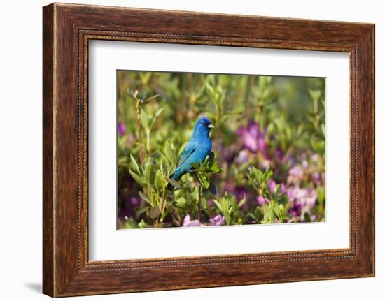 Indigo Bunting Male in Azalea Bush. Marion, Illinois, Usa-Richard ans Susan Day-Framed Photographic Print