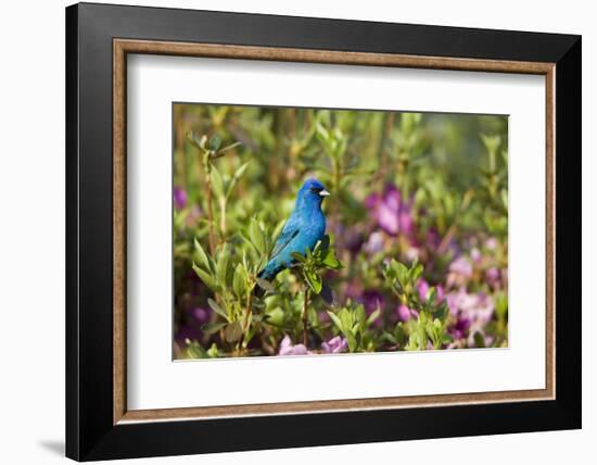 Indigo Bunting Male in Azalea Bush. Marion, Illinois, Usa-Richard ans Susan Day-Framed Photographic Print